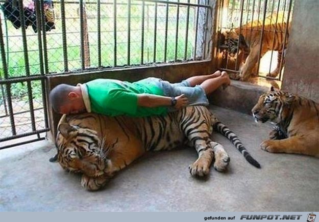 This-dude-planking-on-a-tiger