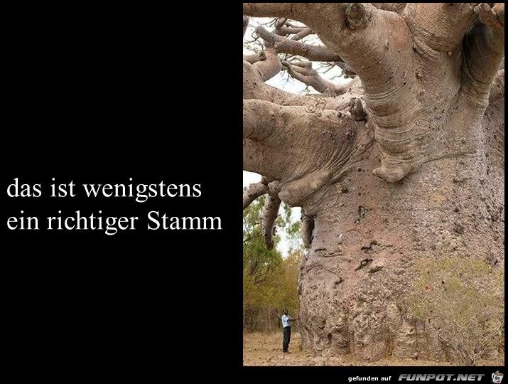 ein richtiger Stamm ein richtiger Stamm