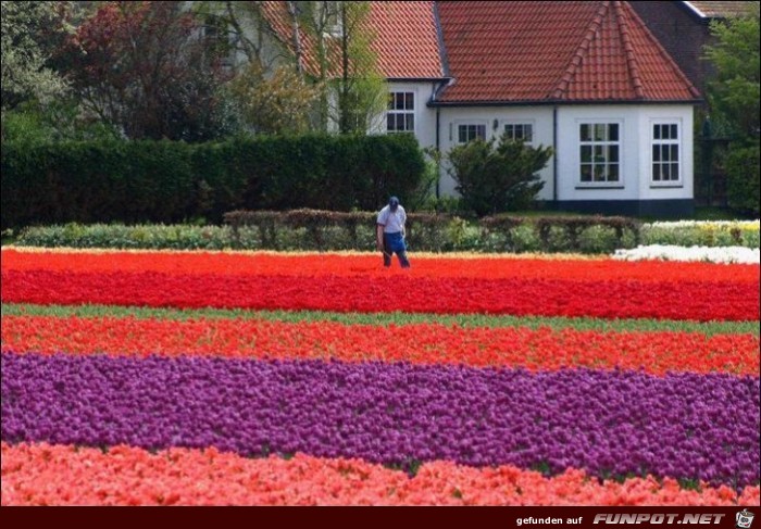 9 Millionen Tulpenzwiebeln!