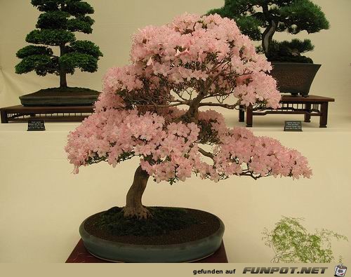 Blhende Bonsai-Bume...