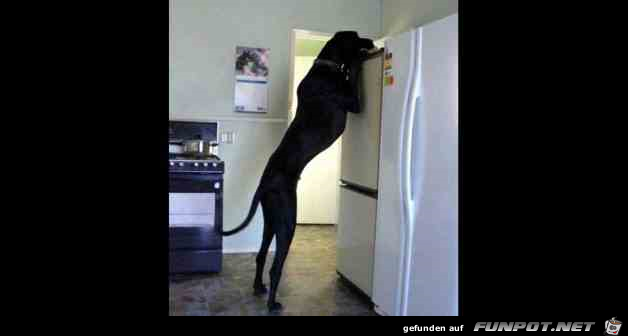 Difference Between Dogs and Cats 10 Difference Between Dogs and Cats 10