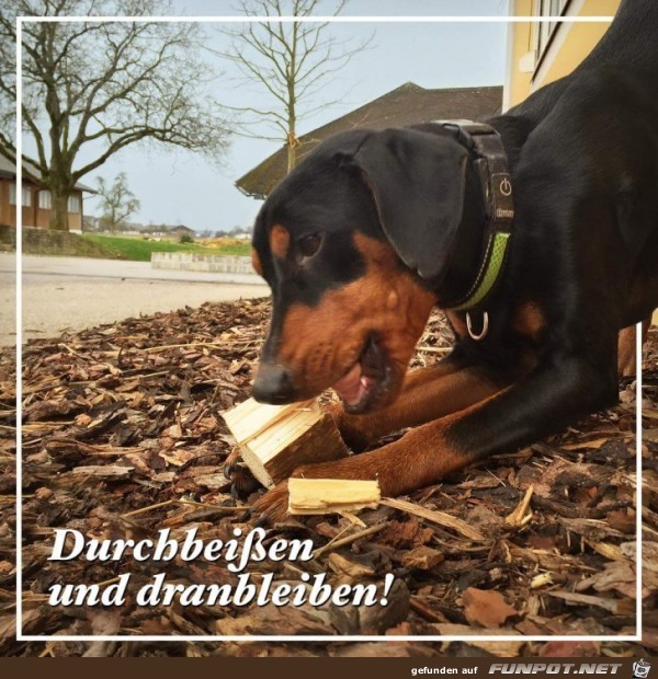 durchbeissen durchbeissen