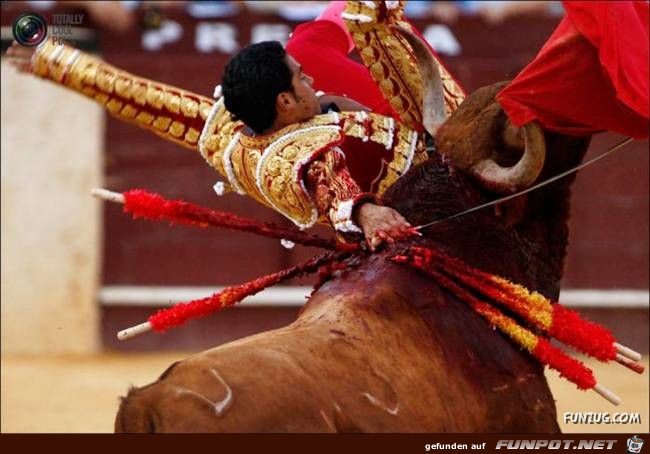 Bulls Brutal Revenge Funzug org 11 Bulls Brutal Revenge Funzug org 11