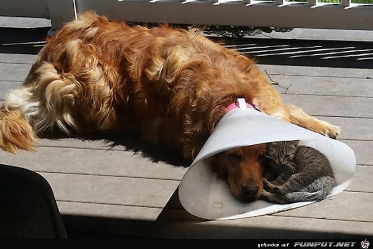 Hunde und Katzen - Tolle Freundschaft!