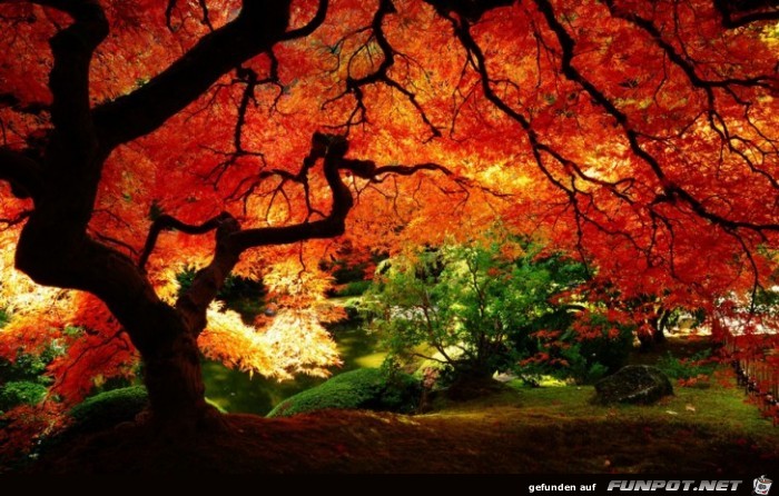 Wunderschoene Herbst-Impressionen 1 Wunderschoene Herbst-Impressionen 1