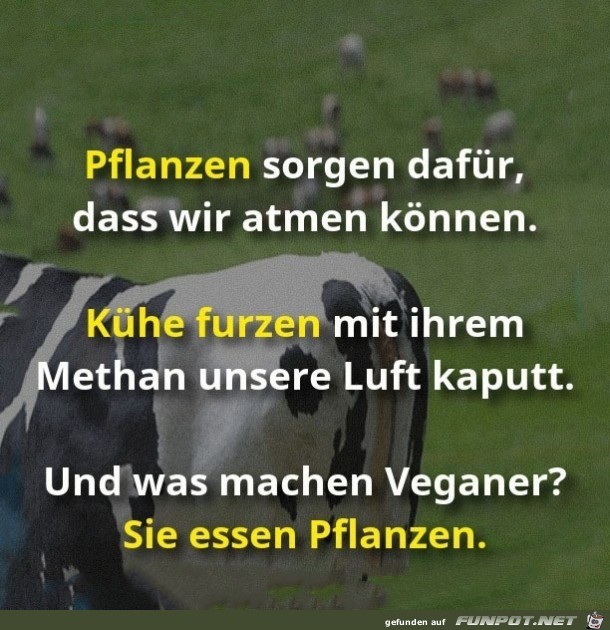 Pflanzen Pflanzen