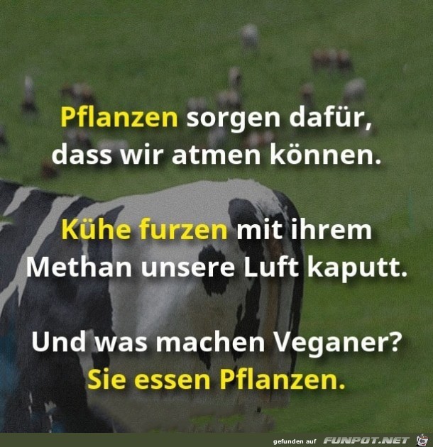 Pflanzen