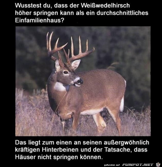 hirsch