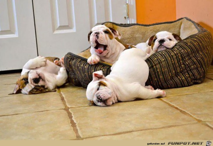 die suessesten Bulldoggen-Babys der Welt 7