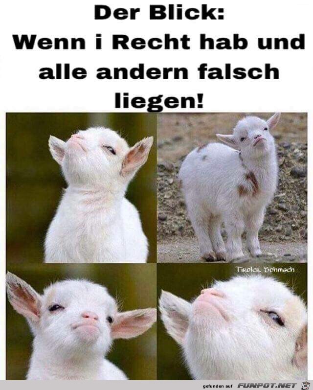 der Blick der Blick