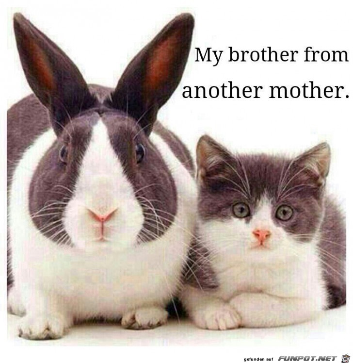 my brother my brother