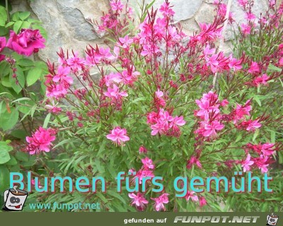 Blumen fuers gemueht