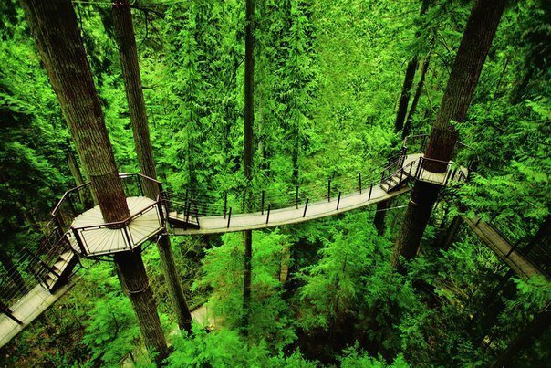 Tree top suspension bridges in Vancouver BC Canada Tree top suspension bridges in Vancouver BC Canada