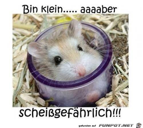 klein klein