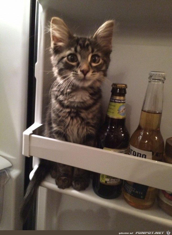 Cat-in-a-fridge -Imgur-groesse2