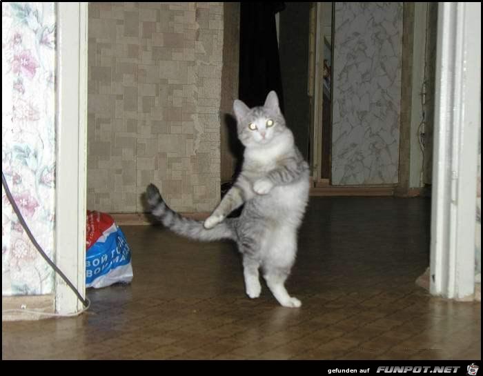 Dancing Dancing