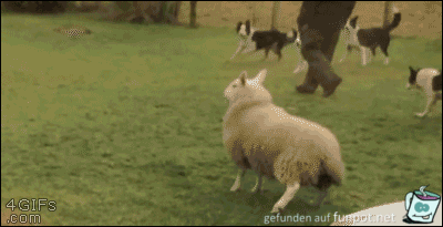 Lustiges Schaf