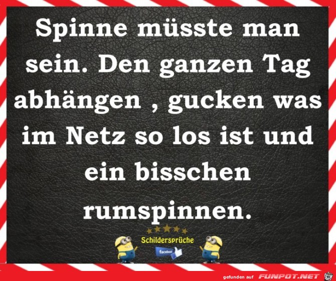 Spinne Spinne