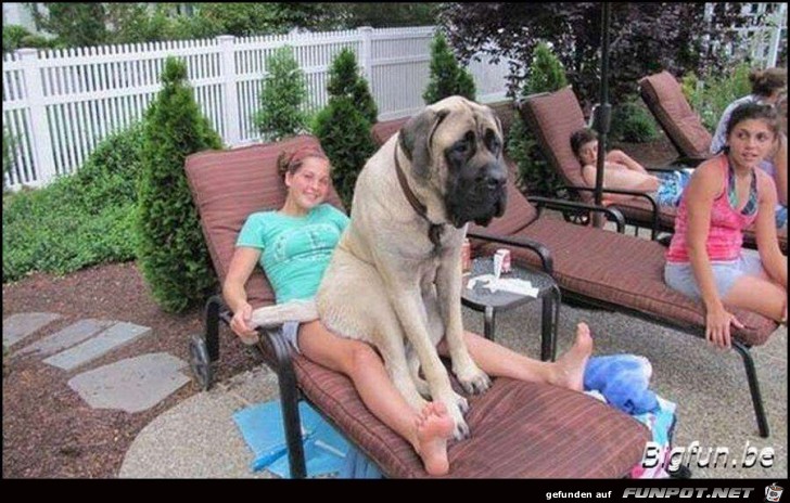 wir haben einen kleinen hund wir haben einen kleinen hund