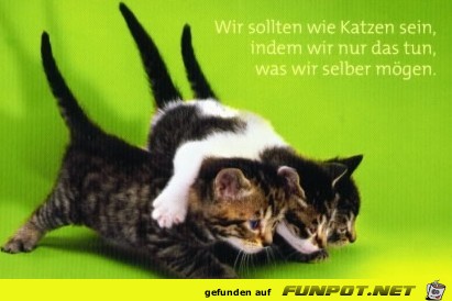 Wir sollten wie Katzen sein - 130