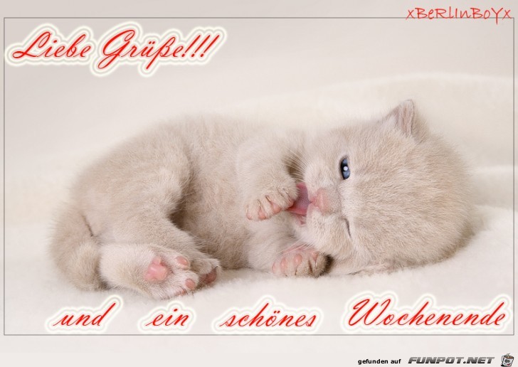 katzenbabyae2 katzenbabyae2