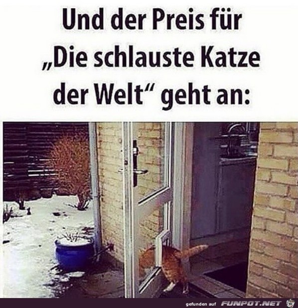 Die schlaueste Katze