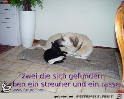 zwei die sich gefunden haben ein streuner und ein rasse zwei die sich gefunden haben ein streuner und ein rasse
