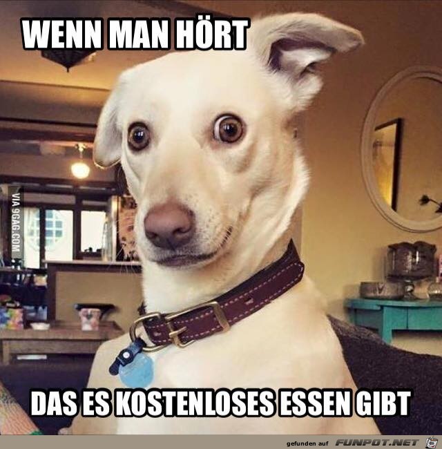 Hunde hren sehr gut