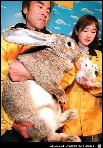 Rabbit Rabbit