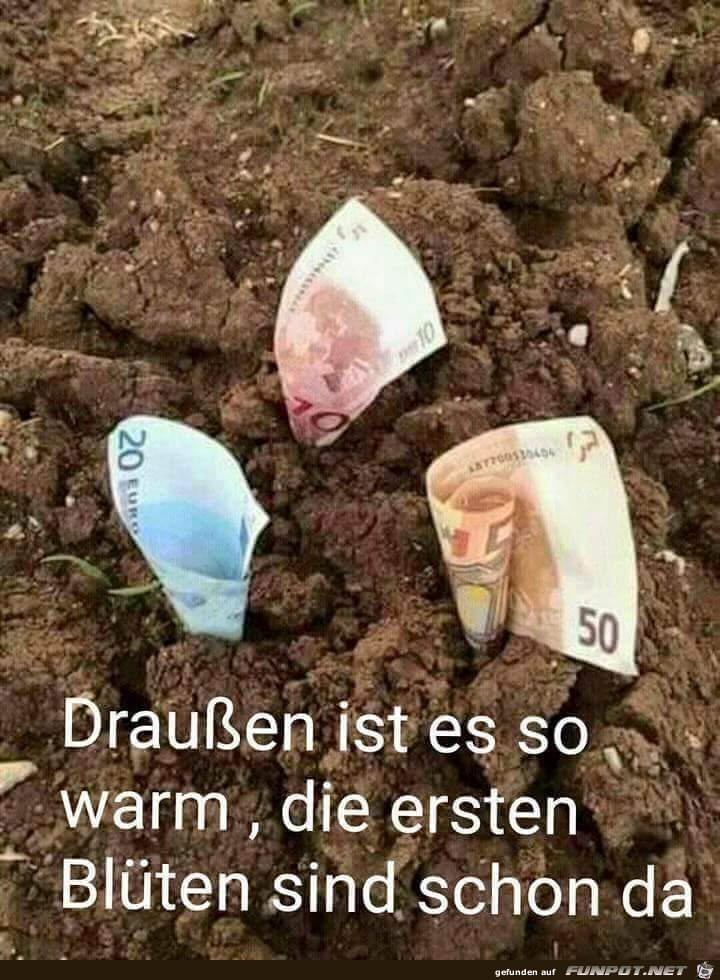 Die ersten Blten kommen