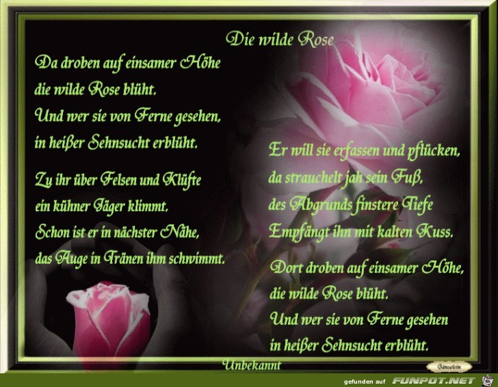 die wilde Rose