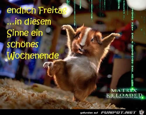 freitag freitag