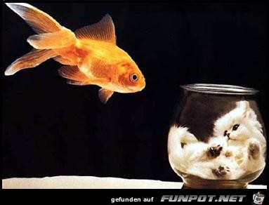 CatAndFish CatAndFish