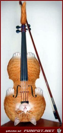 Catviolin Catviolin