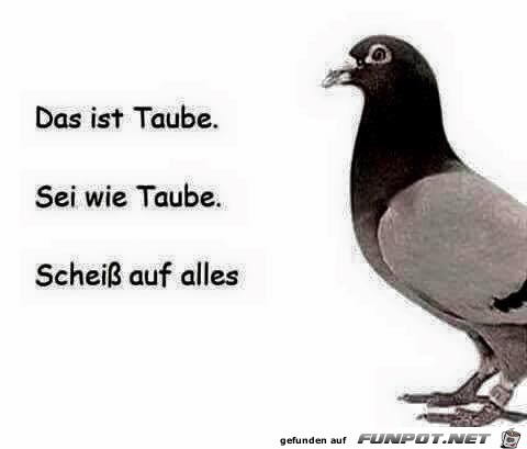 Taube Taube