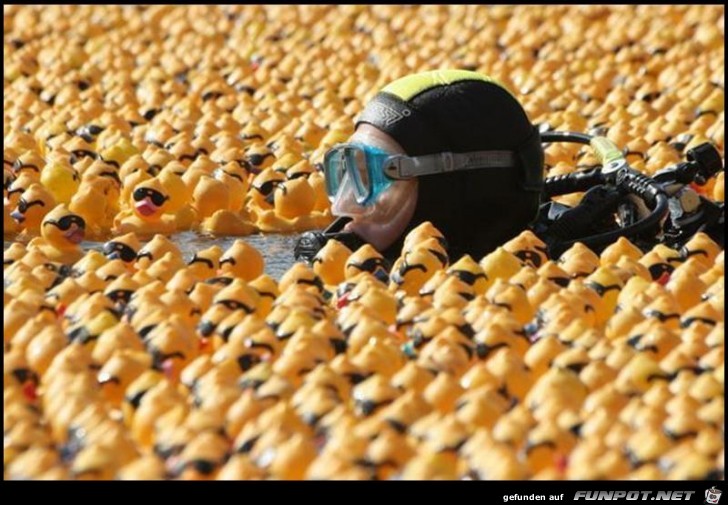 Ducks Ducks
