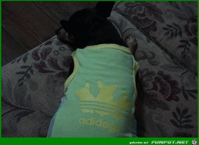 Adidogs Adidogs