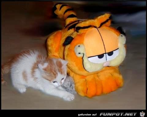 Garfield Garfield