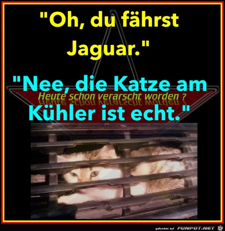Katze am Kühler Katze am Kühler