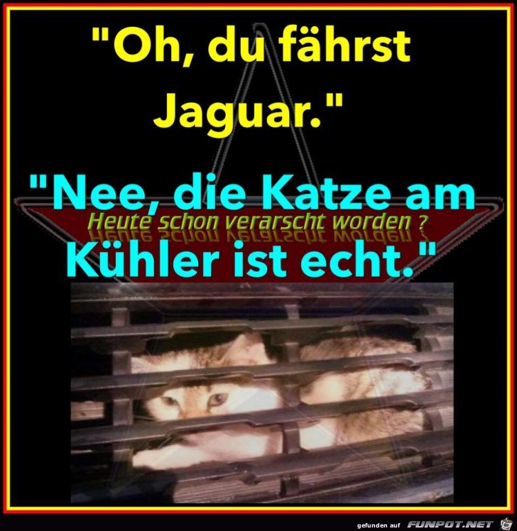 Katze am Khler