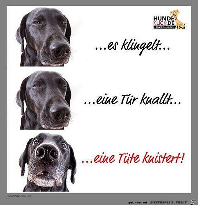 Hundeblick Hundeblick