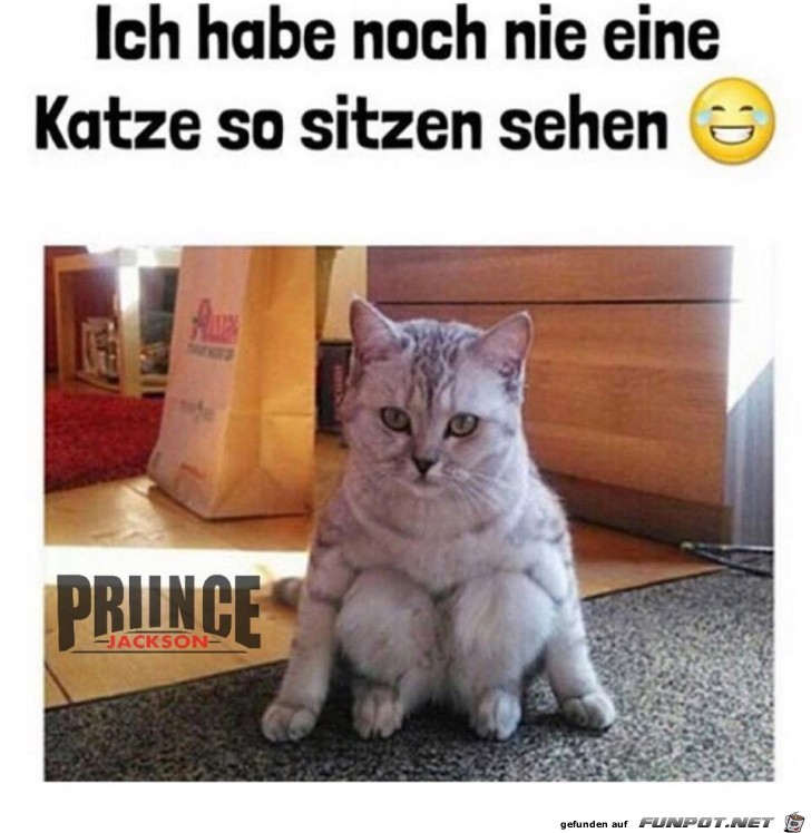 Katze