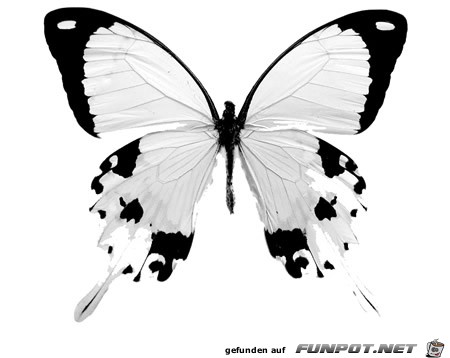 Schmetterling - 333