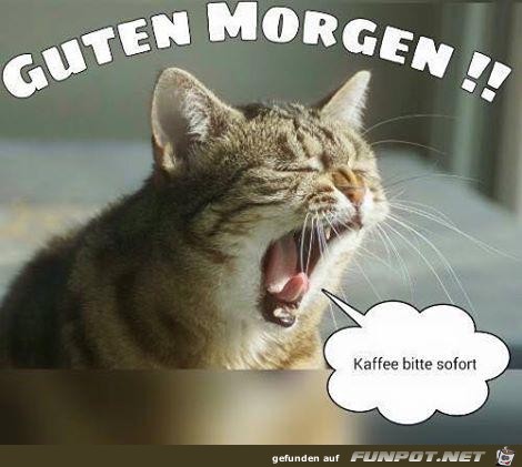 guten Morgen