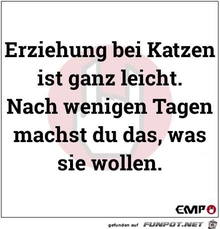 Erziehung bei Katzen Erziehung bei Katzen
