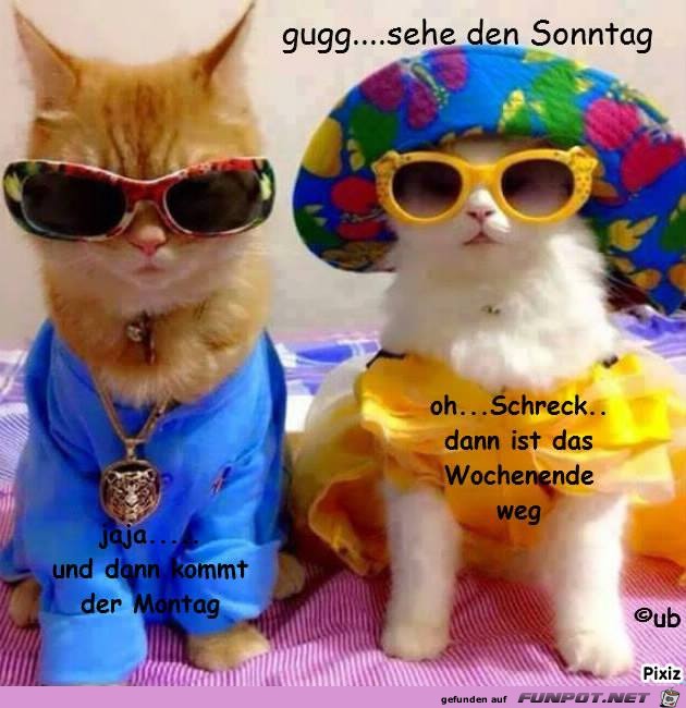 sehe den Sonntag sehe den Sonntag