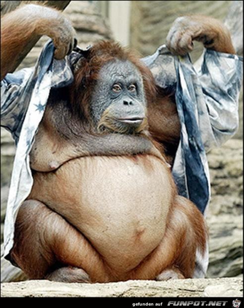 Exhibitionist Exhibitionist