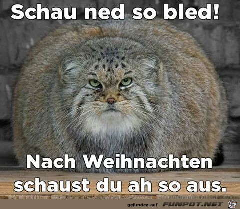 Schau ned so bled Schau ned so bled