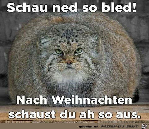 Schau ned so bled