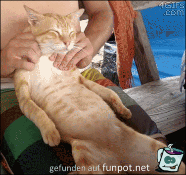 eine Katze wird massiert eine Katze wird massiert